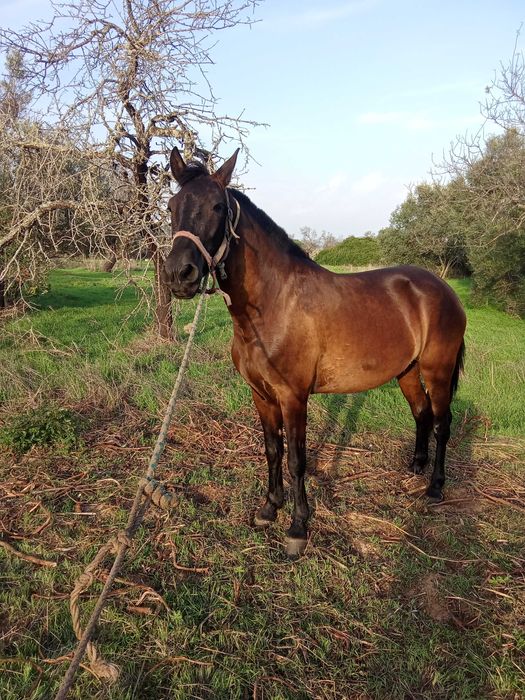 Vendo égua preta 4 anos
