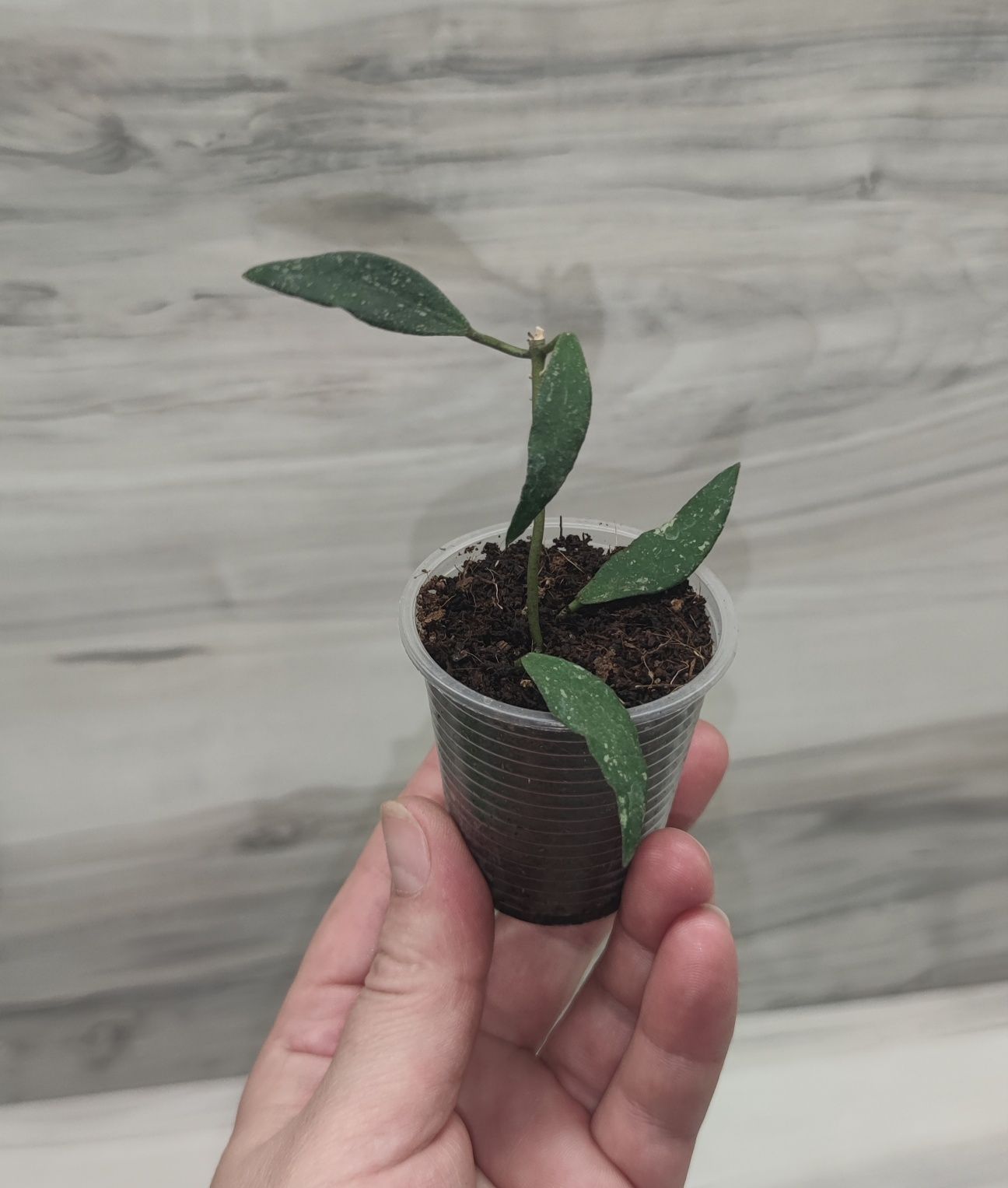 Хойя Hoya Linearis, Dischidia Lancifolia та ін.