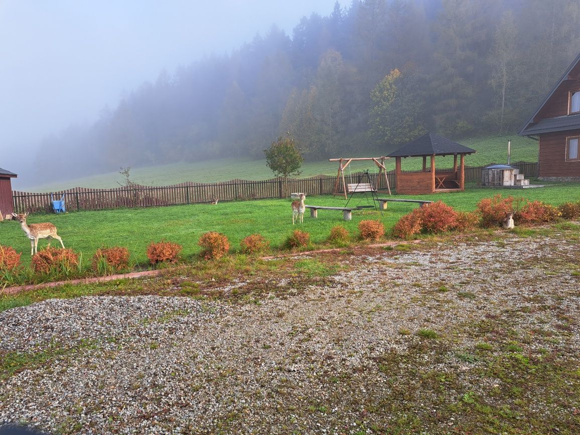 Domek w górach nad jeziorem Czorsztynskim. Noclegi w górach