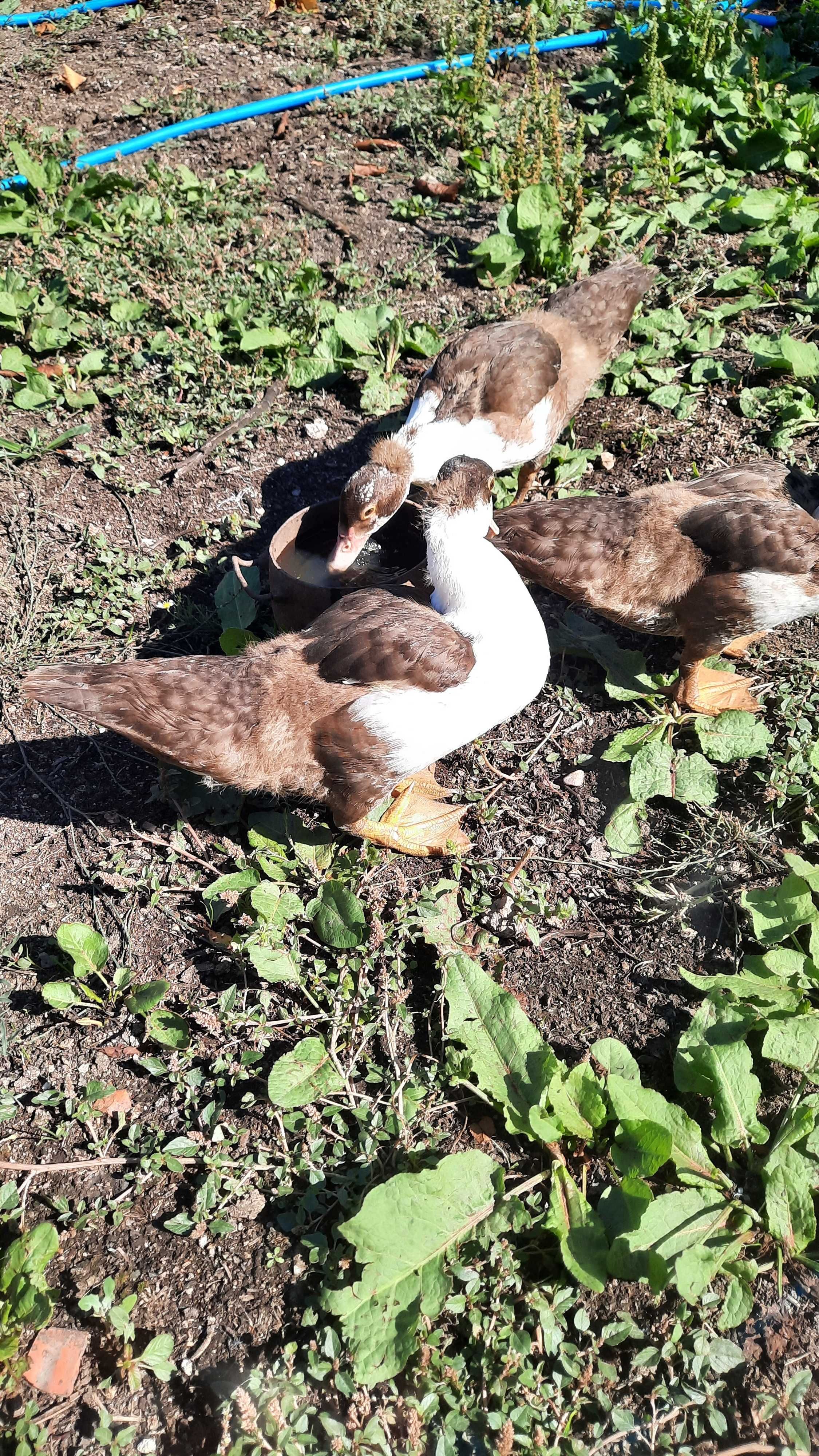 Vendo patos mudos