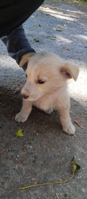 Віддам в добрі руки