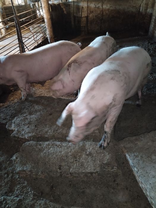 Продам свиней живим весом, 100 гривень кг.