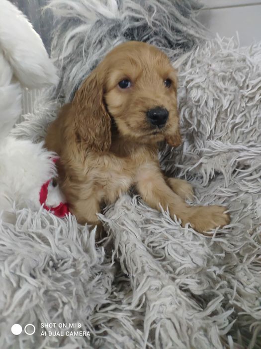 Cocker spaniel pura ternura