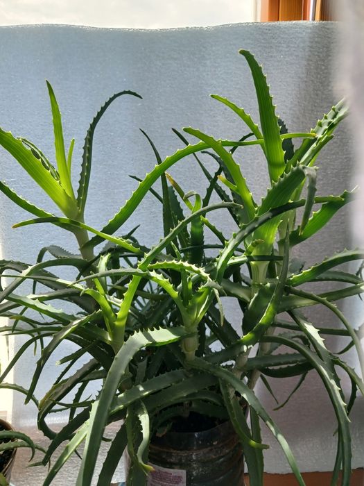 Кімнатні квіти оптом.