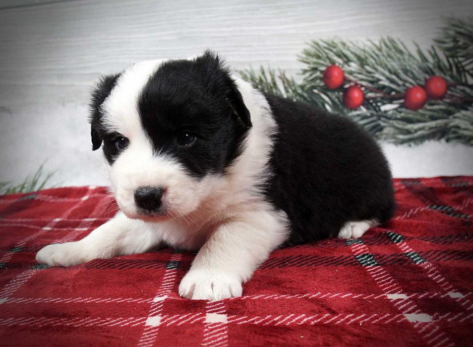 Border collie piesek czarno biały gotowy do odbioru