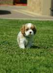 Wolny chłopczyk Cavalier king charles spaniel ZKwP FCI