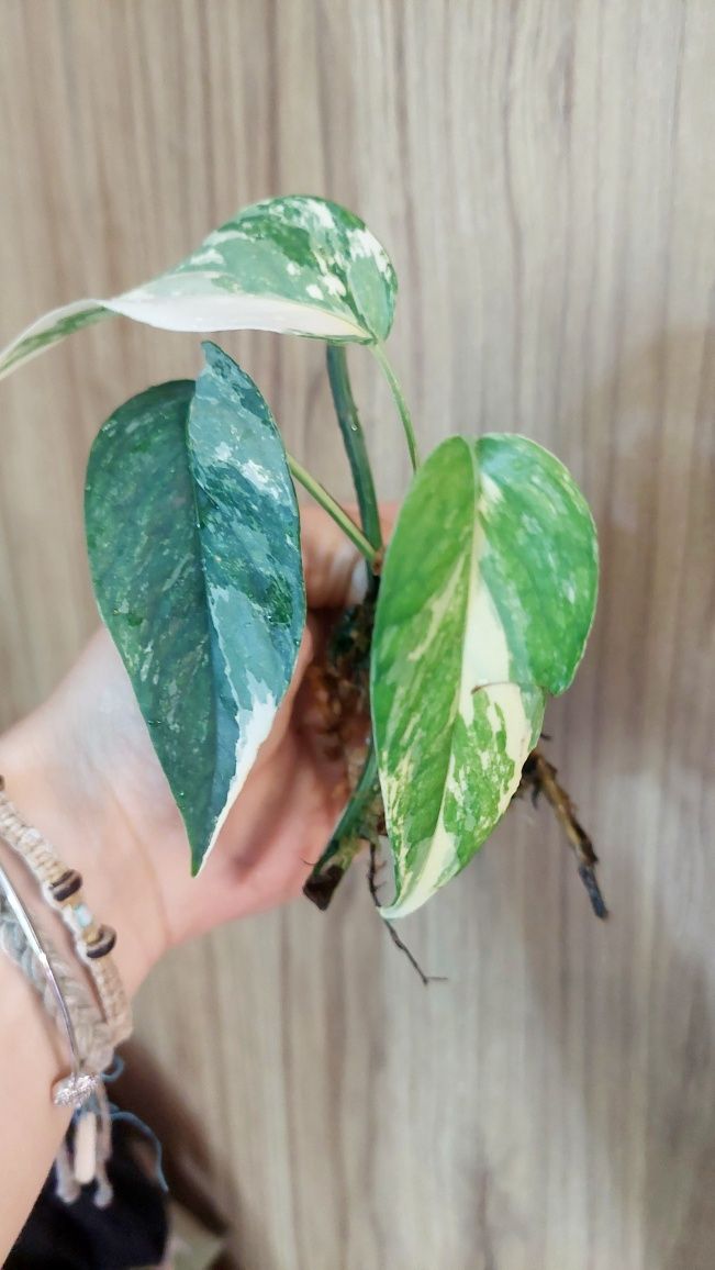 Epipremnum pinnatum variegata, rosnące, ukorzenione