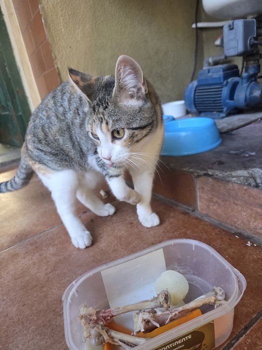 Gata para adoçar 6 meses