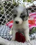 Suczka Border Collie BLUE MERLE