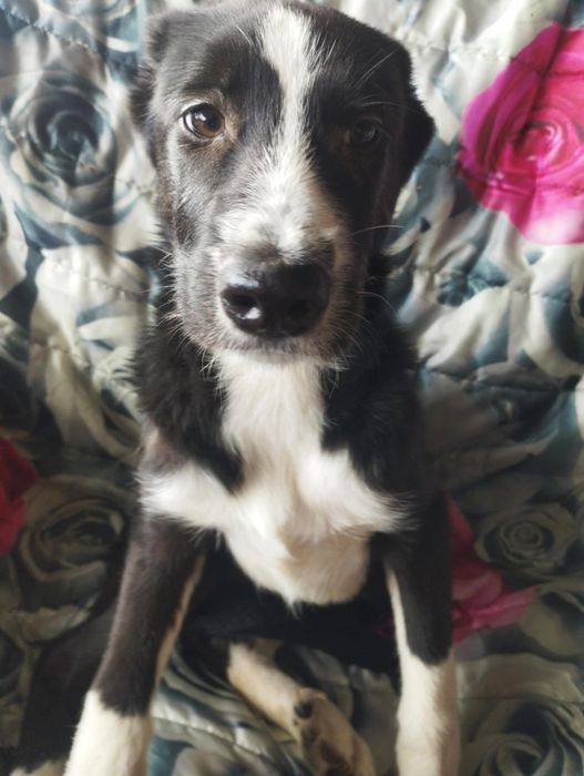 Garibaldi para adoção muito responsável