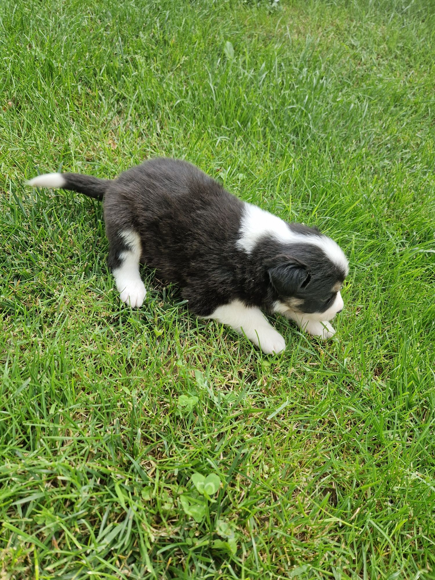 Szczeniak Border Collie