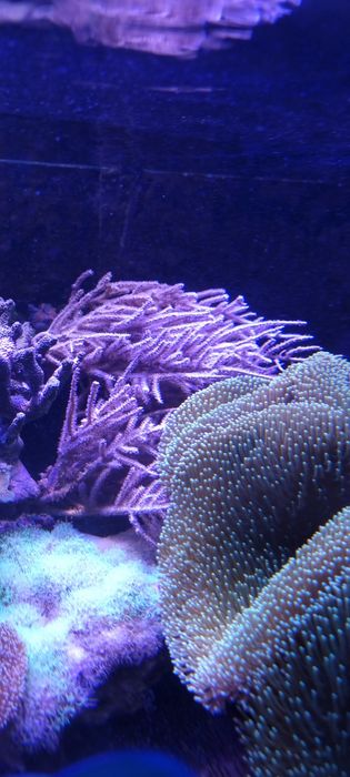 Akwarium morskie koralowce miękkie- zoanthus, sinularia, briareum