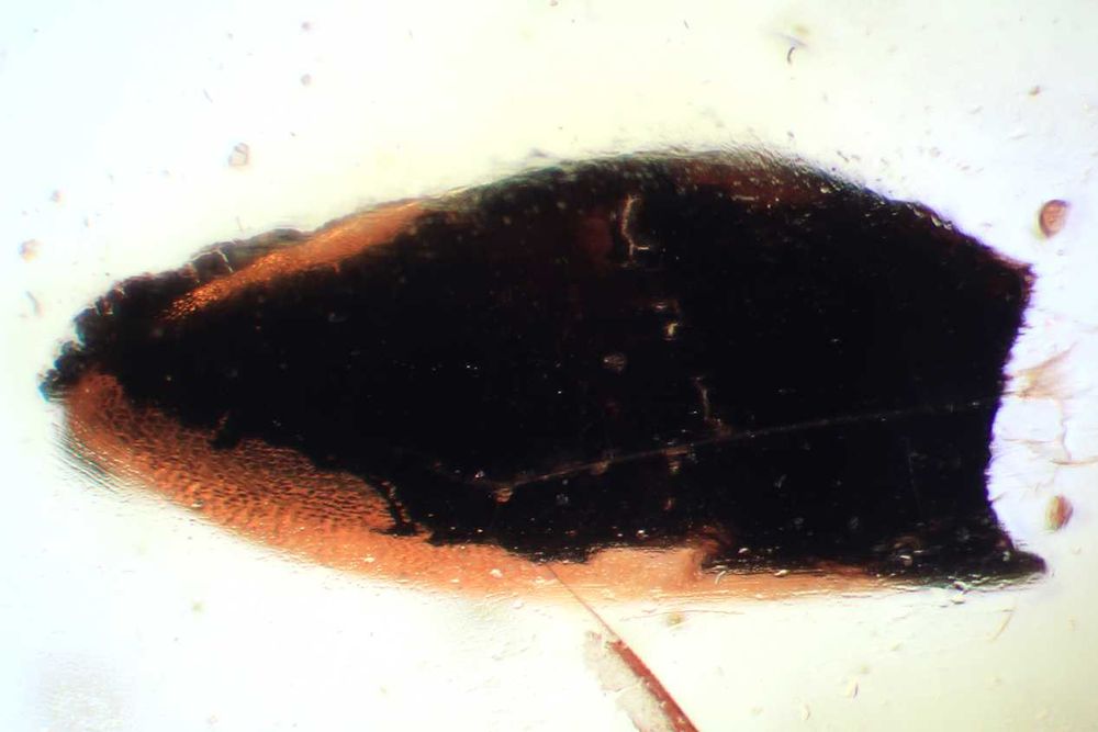 Bursztyn inkluzja łuska rośliny z Eocenu 40 mln lat Baltic amber