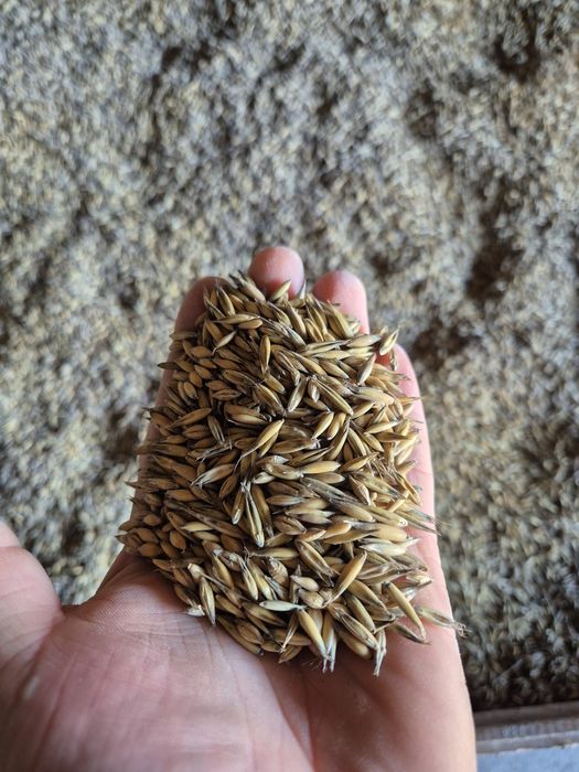 Mieszanka owies jęczmień każda ilość!