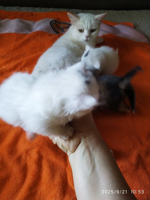 Кіт, кішка, кошеня