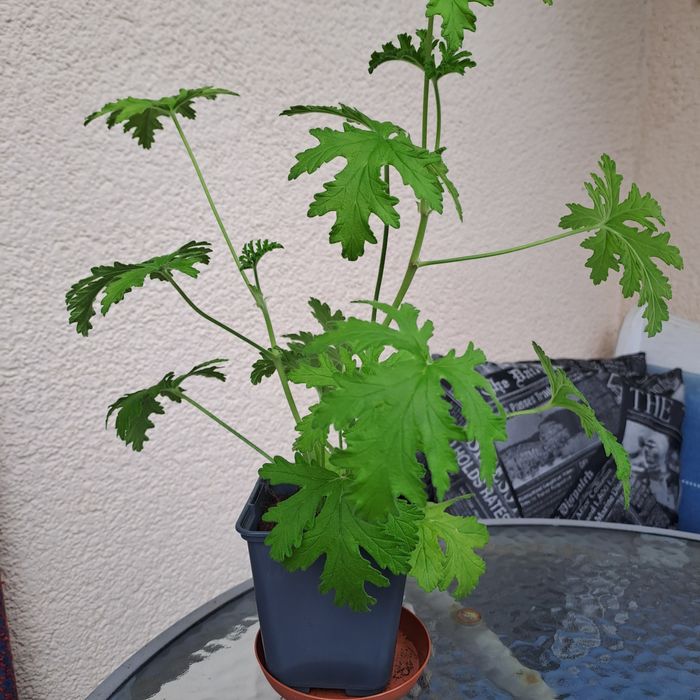 Anginka geranium