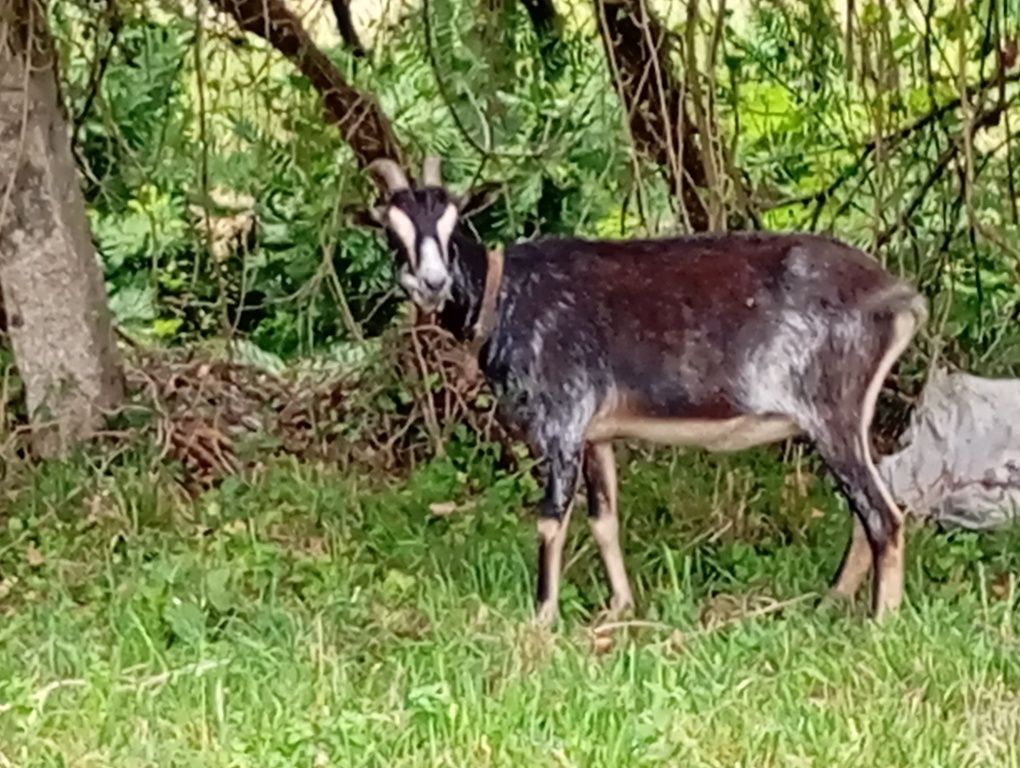 Cabra raça grande prenha