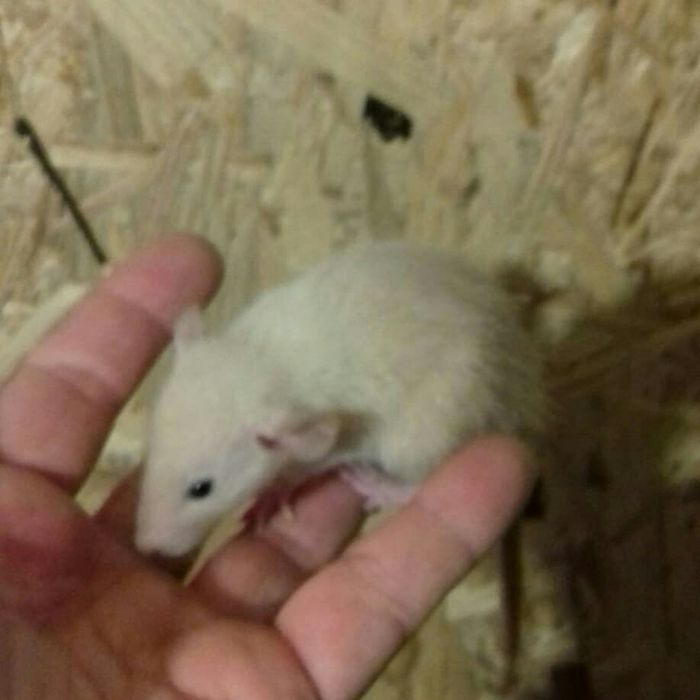 Декоративные крысы эксклюзивных окрасов