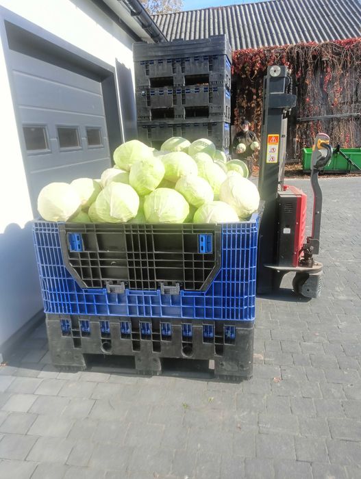 Kapusta w główkach , odmiany do kiszenia.