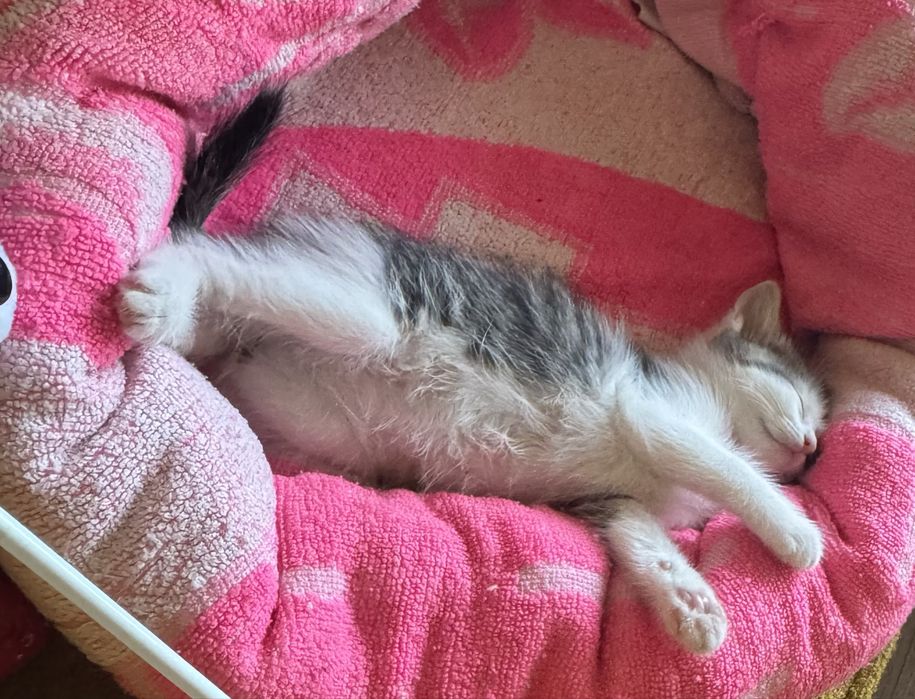 Віддам кошенят у добрі руки ! Безкоштоано !