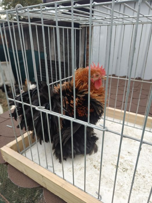 Koguty kochiny miniatury