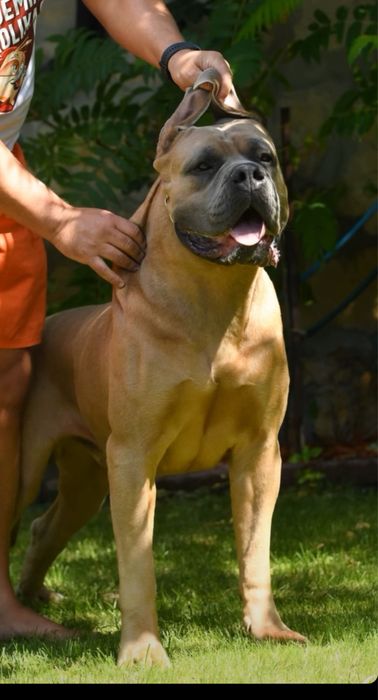 Cane Corso FCI/ZKwP Caro Corso czarny samiec szczenię
