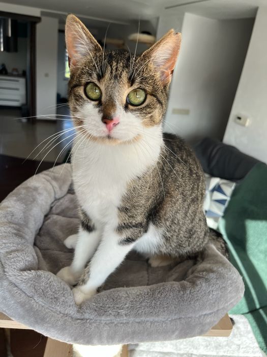 Lilo - bezdomna koteczka szuka domu