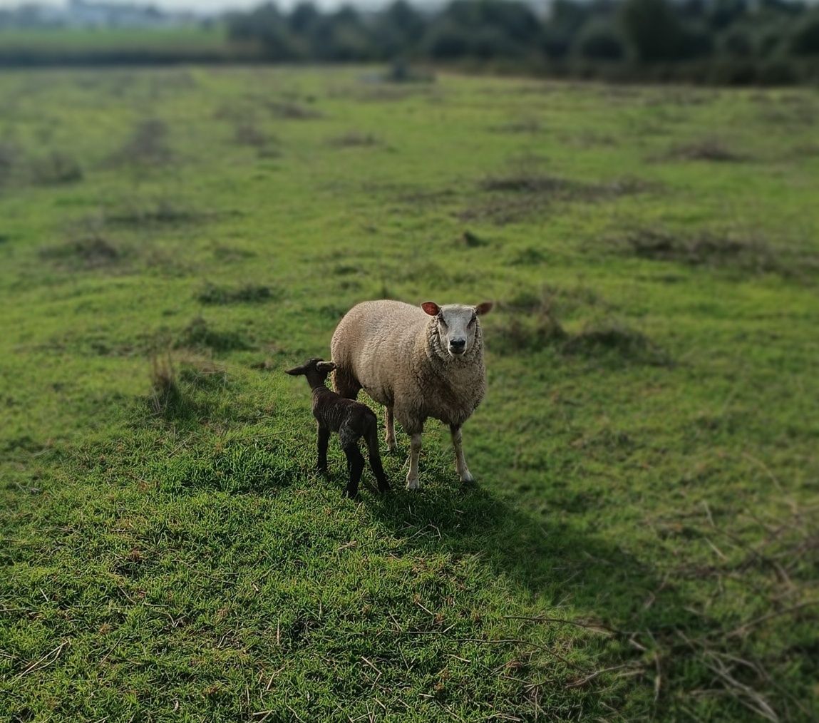 Ovelha raça texel mais borrega
