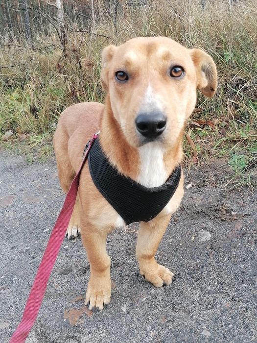 TOFIK mały młody przyjazny pies szuka domu