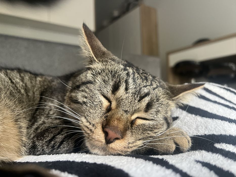 Kotka zaginiona szara