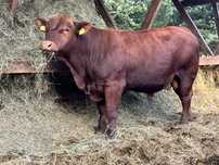 Byczek Angus 100%