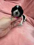 Shih tzu wyjątkowe umaszczenie Czarno biały ostatni chłopczyk