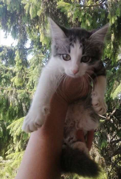 Котята отдам пушистый котенок девочка и мальчик