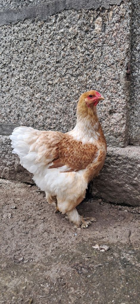 Casais de Brahmas