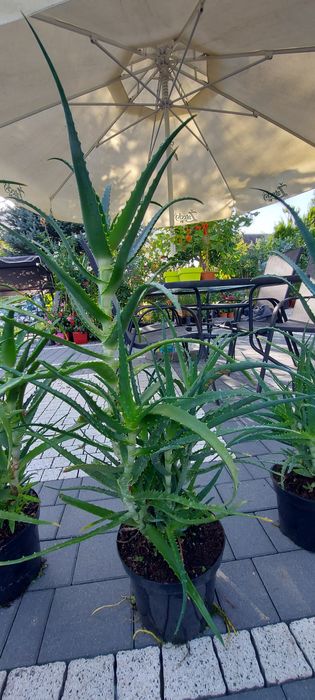 Aloes drzewiasty i aloe vera