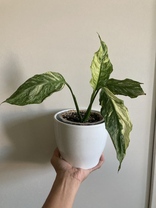 Имп Уайт Наташа  Али  Голд Крит Батерфляй Канари Муншайн Капертон