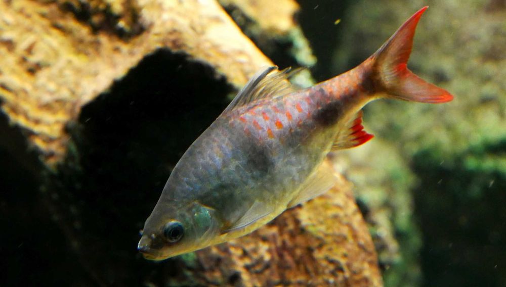 Brzanka pióropuszowa - Dawkinsia arulius - ARULIA - dowozimy, wysyłamy