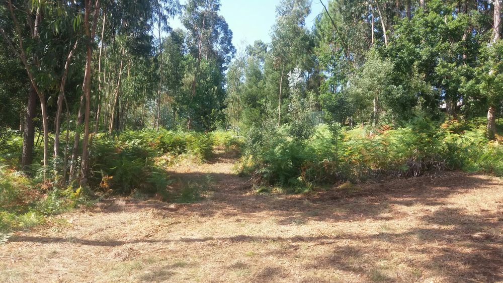 Terreno Caldas S. Jorge