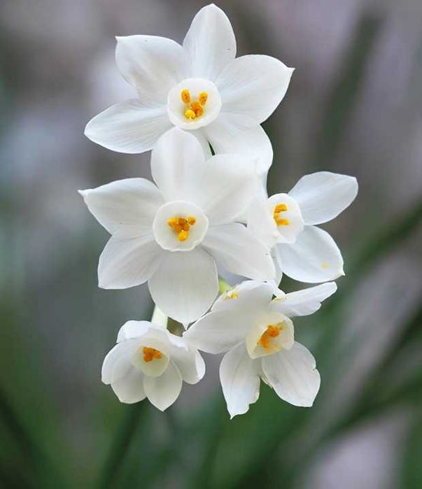 20+ шт!  Нарцисс. Нарцис. Цибулини нарцису. Луковицы нарцисса. Квіти.
