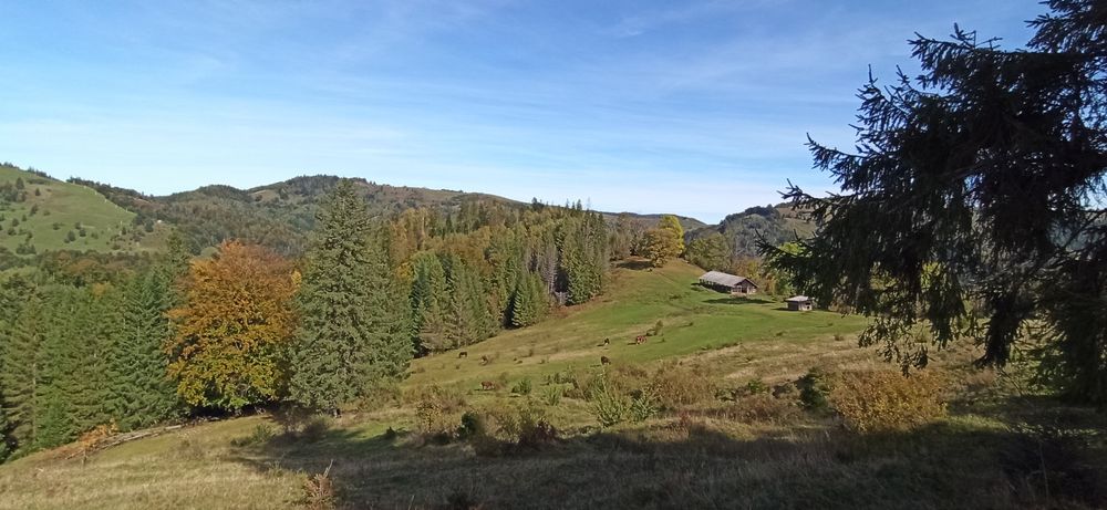 Гриб-веселка. Сухі плоди,оптом і в роздріб