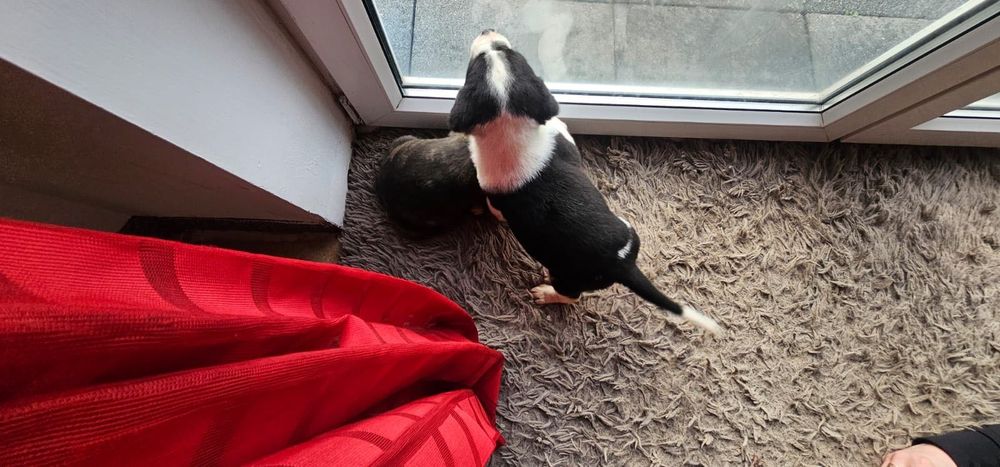 Oddam za darmo Pieski mam pięć szt.