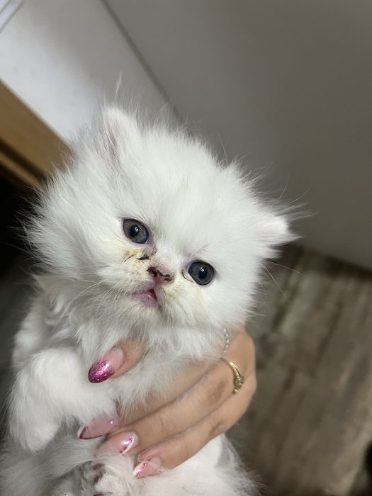Gatinha persa puro