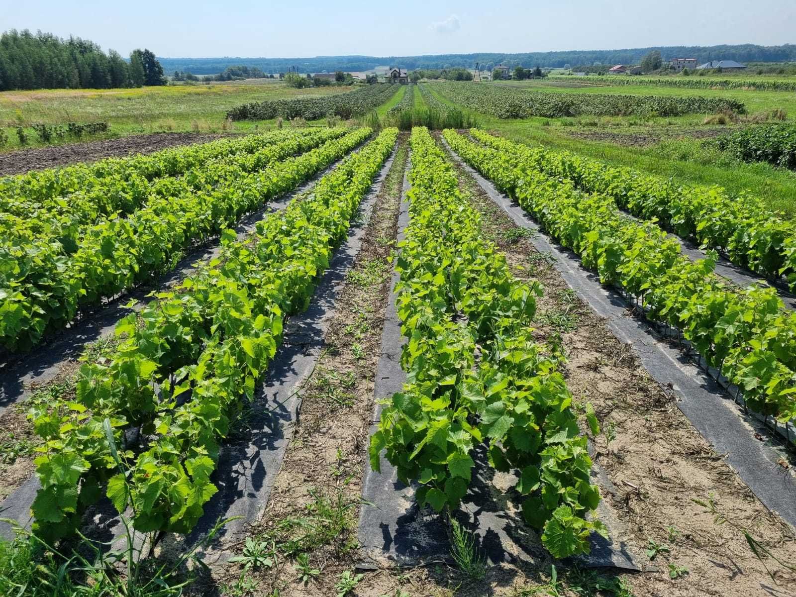 SADZONKI WINOROŚLI Hibernal, Solaris, Johanniter, Leon Millot i inne