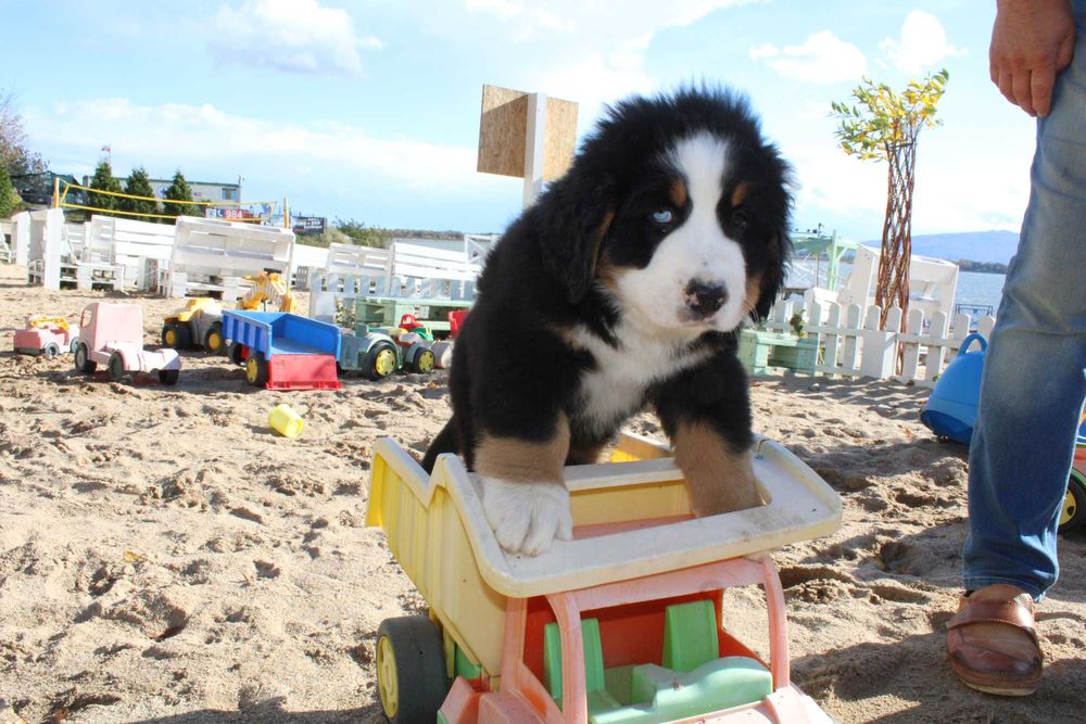Berneński Pies Pasterski ZkwP oddział Wrocław/FCI