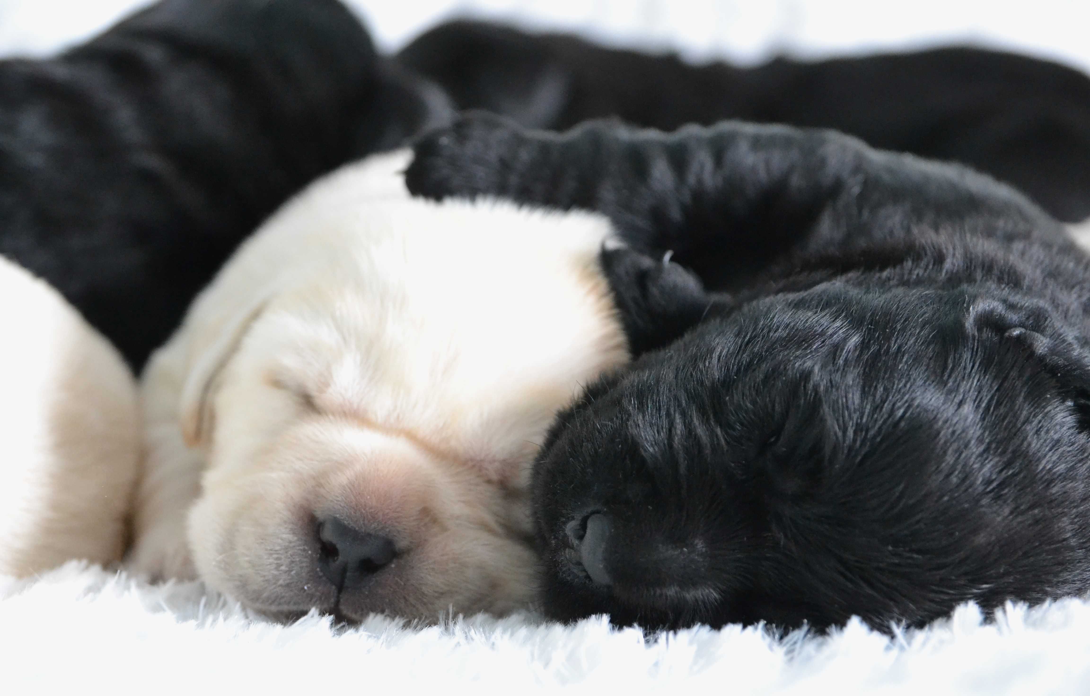 Cudowny szczeniak Labrador Retriever