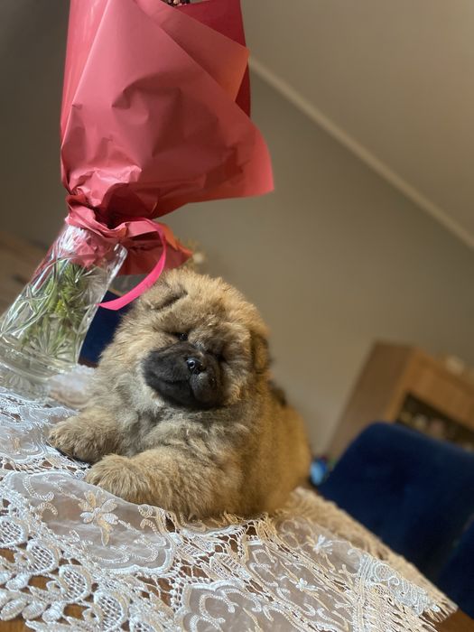 Piesek chow chow!