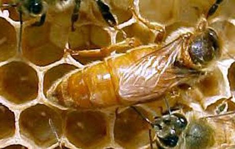 Матки, Пчеломатки ,Бджоломатки італійська порода.