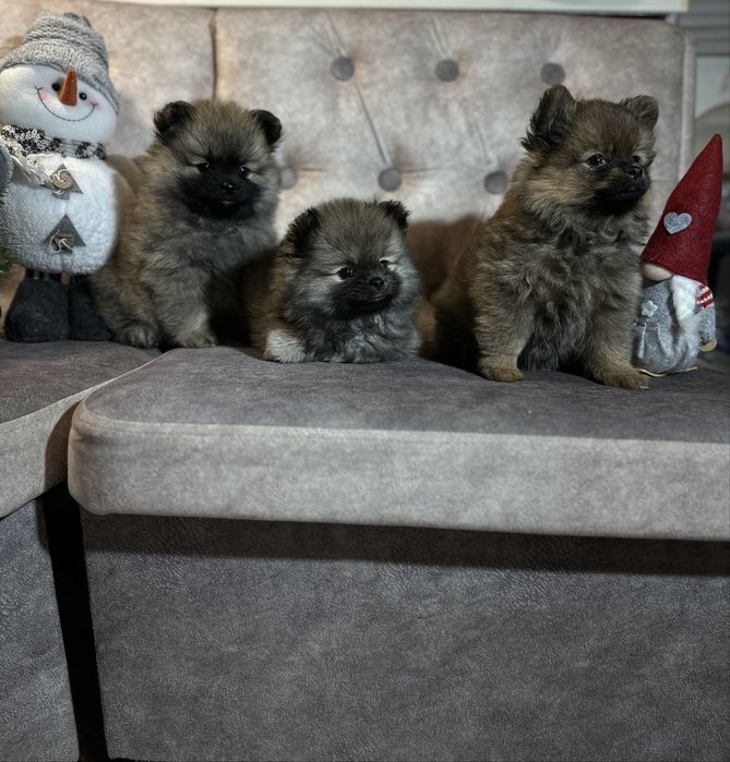 Цуценята Померанський шпіц / Щенки Померанского щпица