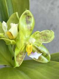 Цветет Phalaenopsis Yaphon Evergreen x Zheng Min Muscadine Фаленопсис