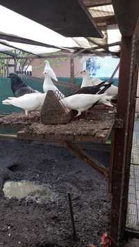 Białe gołębie na zdjęciu